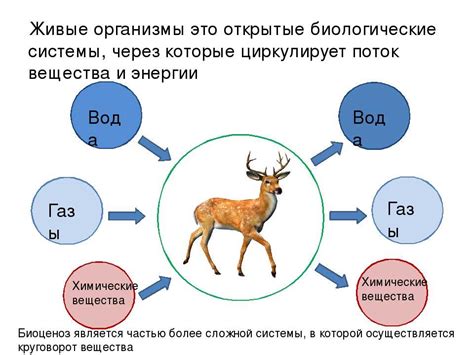  Почему биологические системы называют открытыми? 