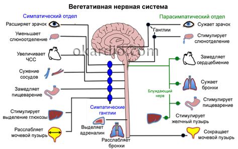  Причины возникновения вегето-сосудистой дистонии 