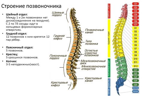  Разный способ передвижения и строение позвоночника 