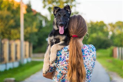  Рацион питания для здоровья овчарки 