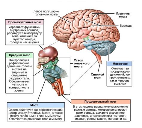  Реакция нервной системы и мозга 