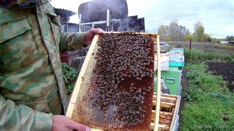  Рекомендации по объединению пчелиных семей 