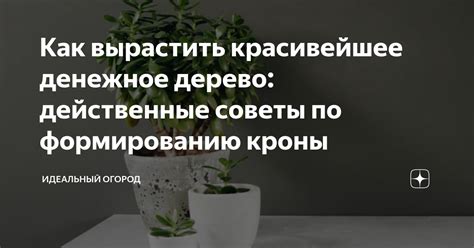  Советы по формированию кроны 