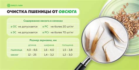  Сортировка и очистка пшеницы 