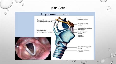  Физиологическая особенность дыхания 