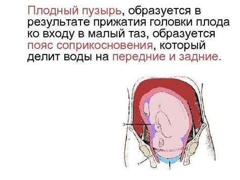  Физиологический процесс разделения 