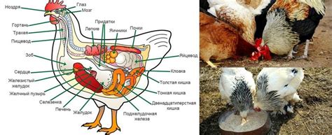  Физиология кур и их гребешков 