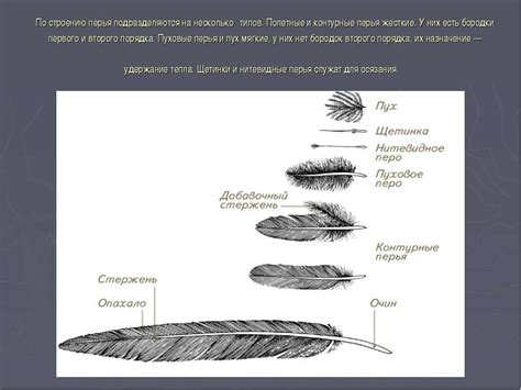  Четвертый этап развития: полетные перья 