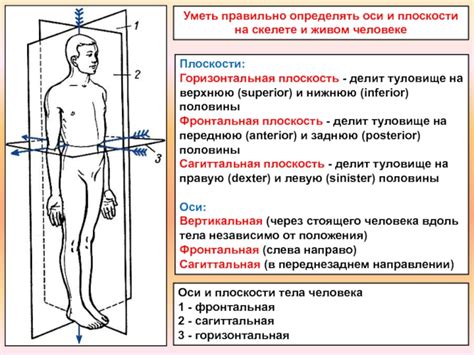 1. Начертание контура тела оси