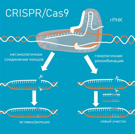 CRISPR/Cas-система - эффективный инструмент