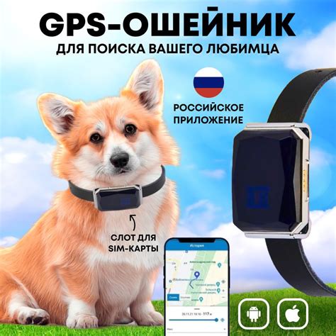 GPS-ошейник для собак: основные принципы работы