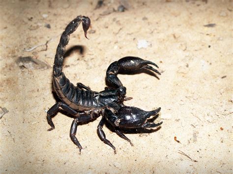 Scorpion